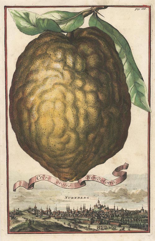 Fruit-Volckamer114-CedroGrossoBondolotto