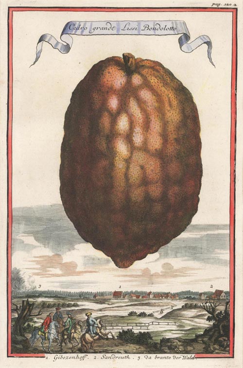 Fruit-Volckamer120-CedroGrandeLissiBondolotto