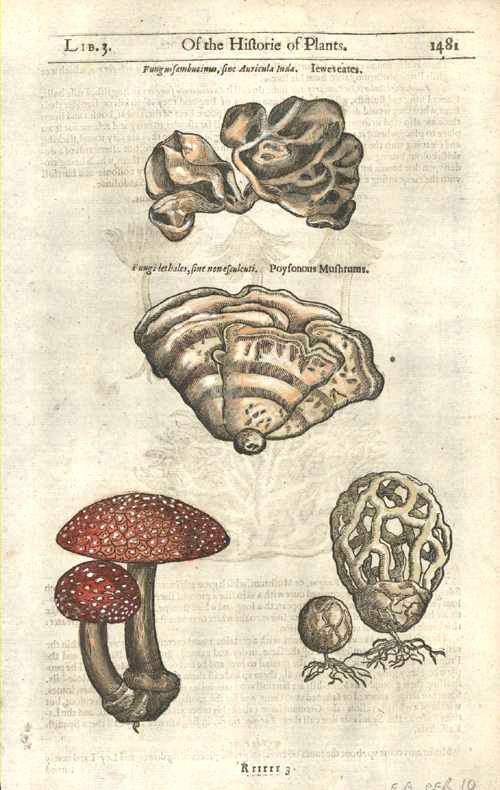 Fungi-GerardeHerball-Mushrooms1481