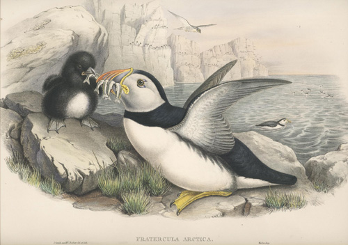 GB3J-FraterculaArctica2cPuffins