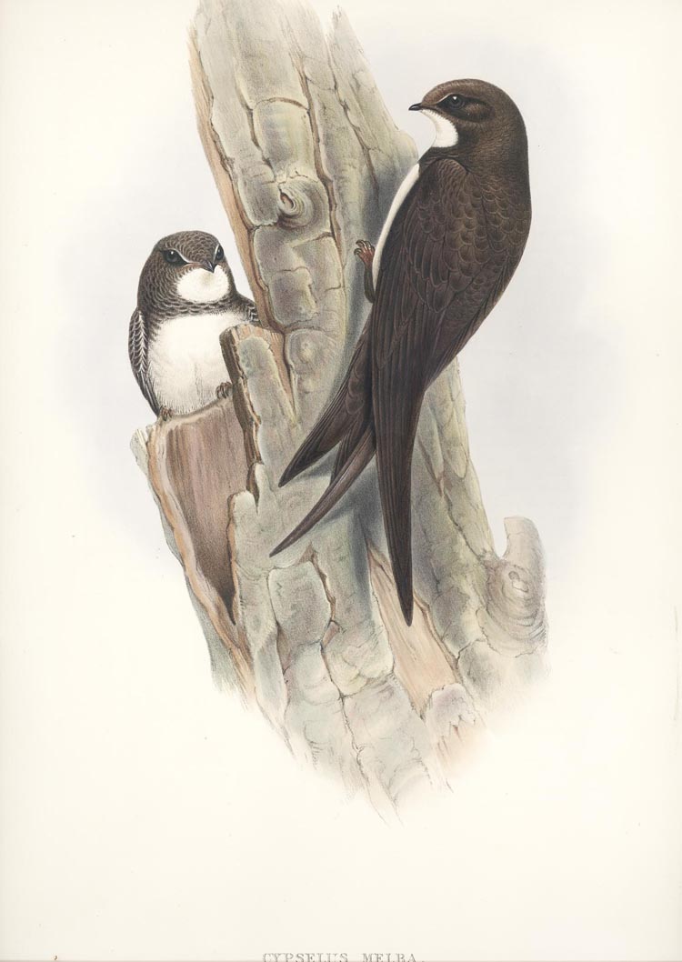 GB7J-CypsellusMelba2cAlpineSwift