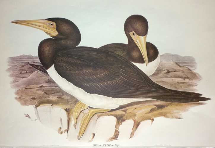 Gannet-SulaFusca