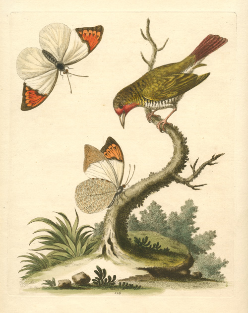 George-Edwards-Butterflies2cBird-w
