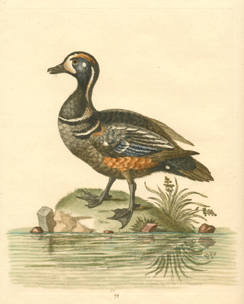 GeorgeEdwards-Duck-w