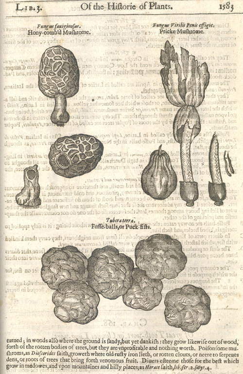 Gerarde-Fungi-w