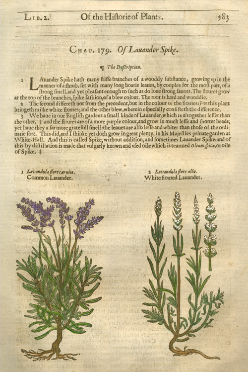 Gerarde583-Lavander-w
