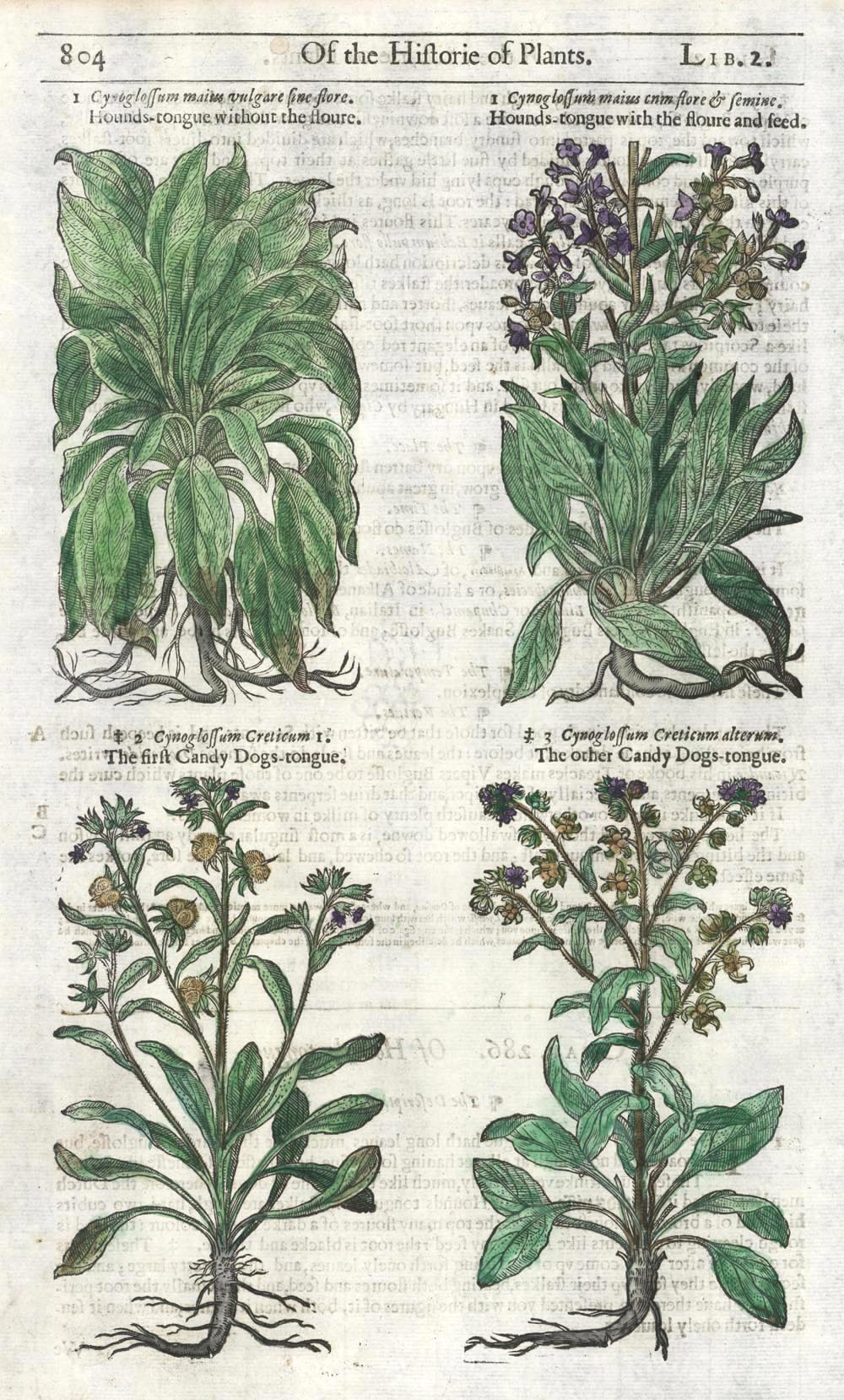 Gerarde804-Herbal804