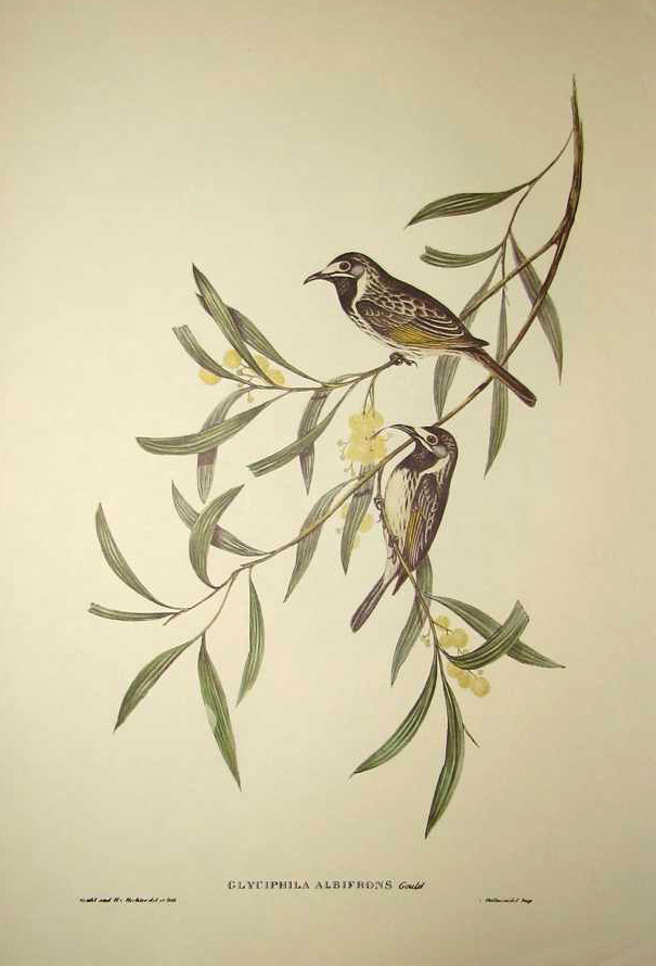 GlyciphilaAlbifrons