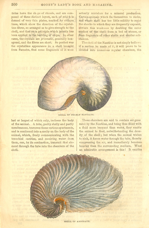 Godey-Nautilus2cArgonaut