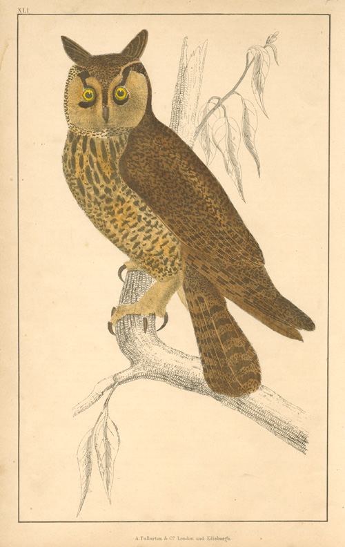 Goldsmith-Long-eared-Owl