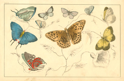 Goldsmith39-Butterflies