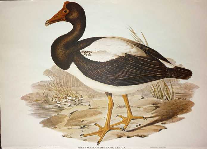 Goose2csemi-palmated-AnseranasMelanoleuca