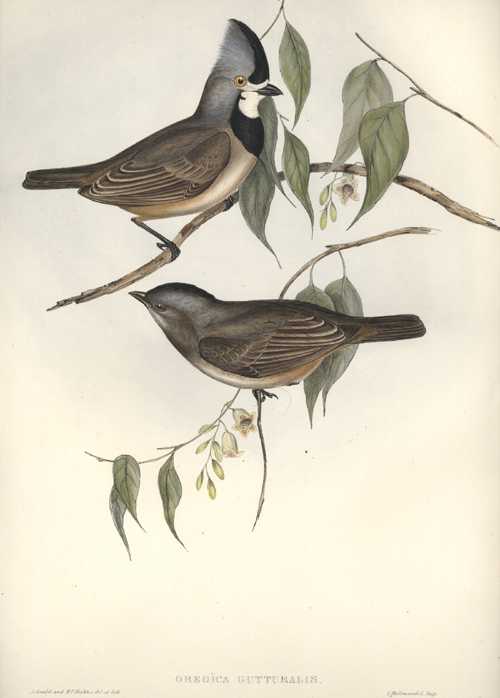 Gould-A117-OreoicaGutturalis