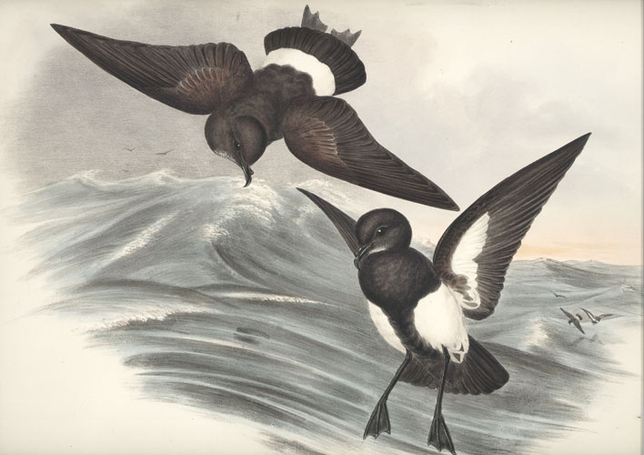 Gould-A577-ThalassidromaMelanogaster
