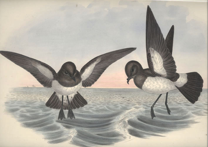 Gould-A578-ThalissodromaLeucogaster