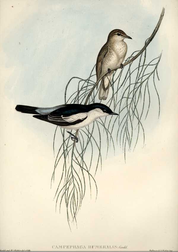 Gould-A99-CampephagaHumeralis
