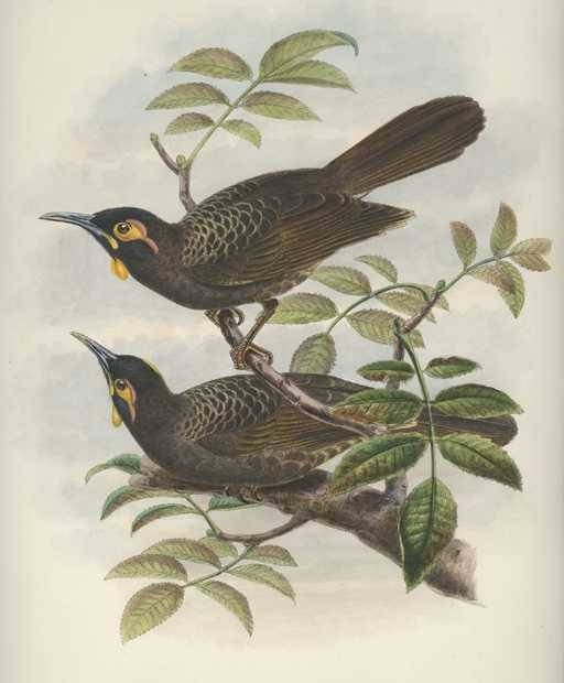 Gould-N149-MelirrhophetesBatesi
