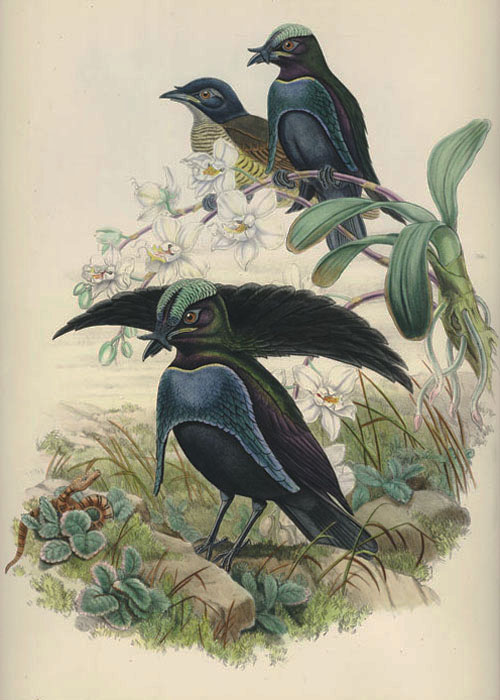 Gould-N18-LophornaSuperba