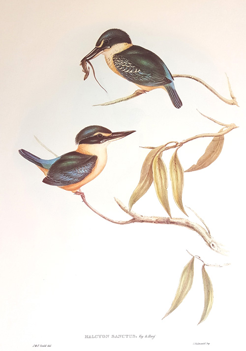 GouldAu57L-Sacred-Kingfisher-w