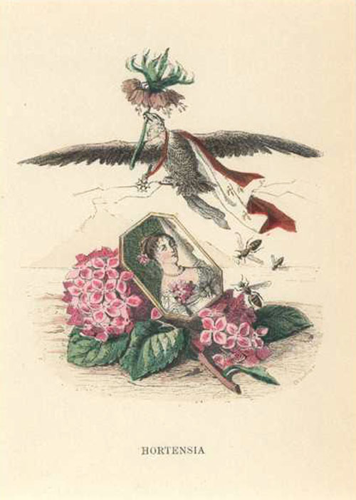 Grandville-Hortensia-Hydrangea