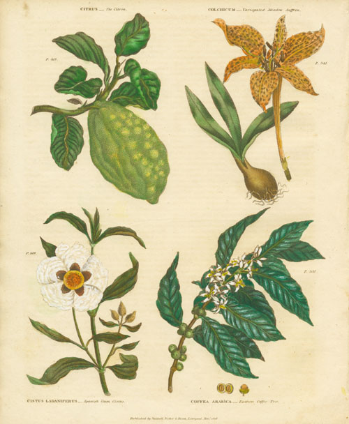 Green25-Citrus2cColchium2cCistus2cCoffea