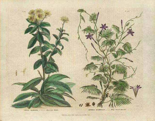 Green3-Inula2cIpomoea
