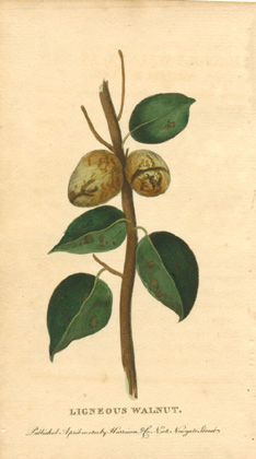 H-C-LigneousWalnut-w
