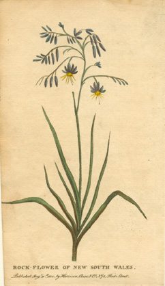 H-C-Rock-Flower-w