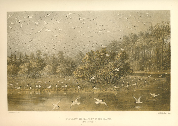 Habitat-Blk-hdGulls2cScoultonMere