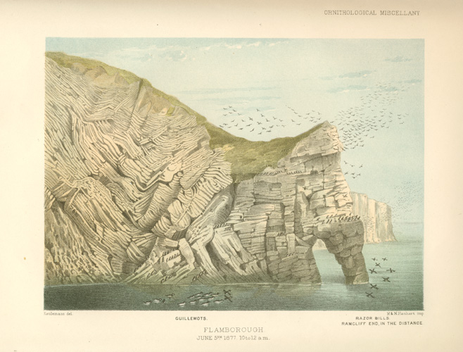 Habitat-Guillemots2cRazorbille-Flamborough