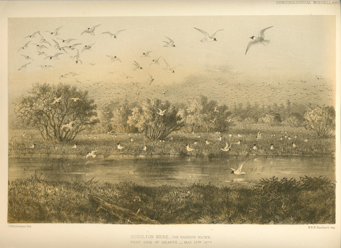 Habitat-Gulls2cNarrowScoult-Mere
