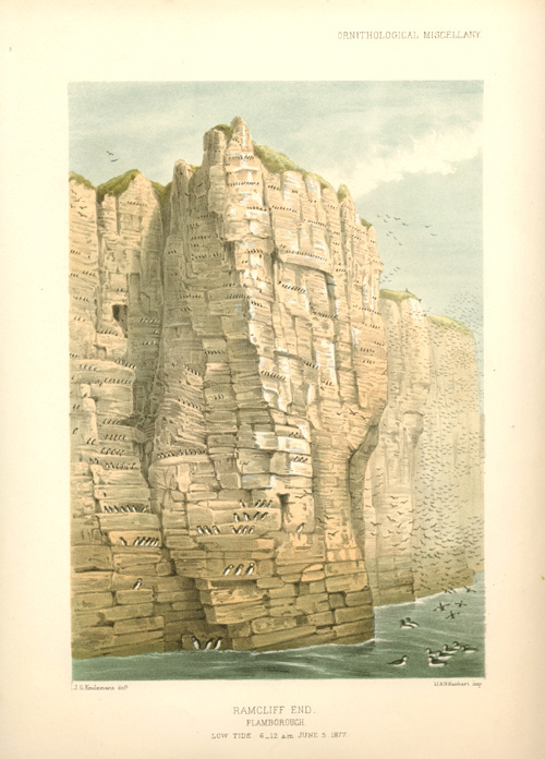Habitat-RamcliffEnd2cFlamborough