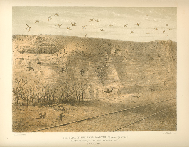 Habitat-SandMartins-SandyStn-GtNthnRail
