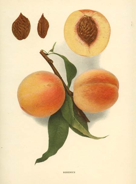 Hedrick-Peach2cBerenice-ws