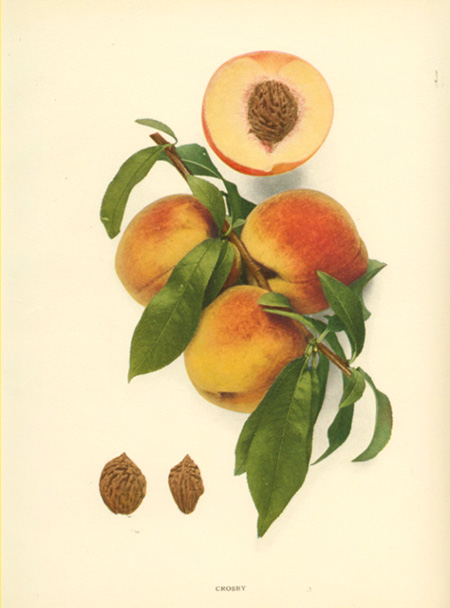 Hedrick-Peach2cCrosby-w
