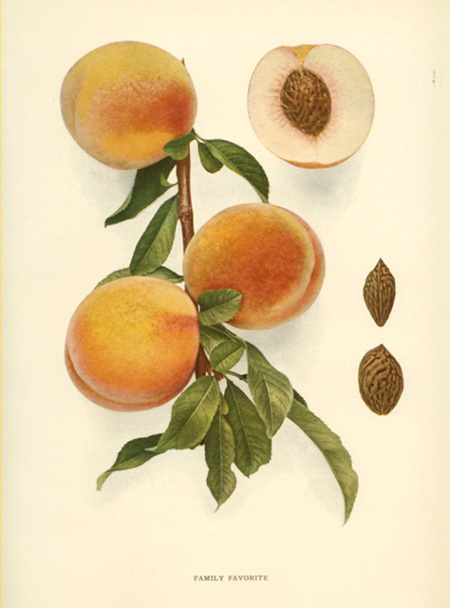 Hedrick-Peach2cFamFavorite-w