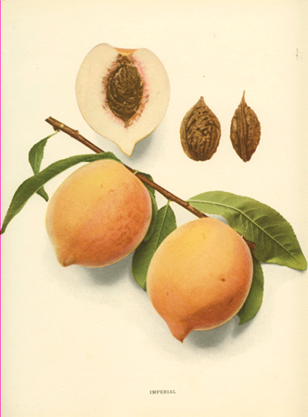 Hedrick-Peach2cImperial-w