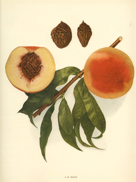 Hedrick-Peach2cJH-Hale-w