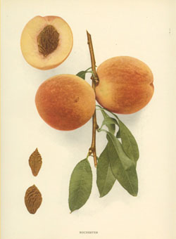 Hedrick-Peach2cRochester-w