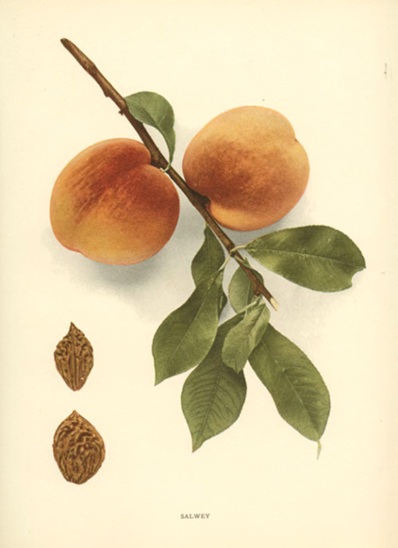 Hedrick-Peach2cSalwey-w