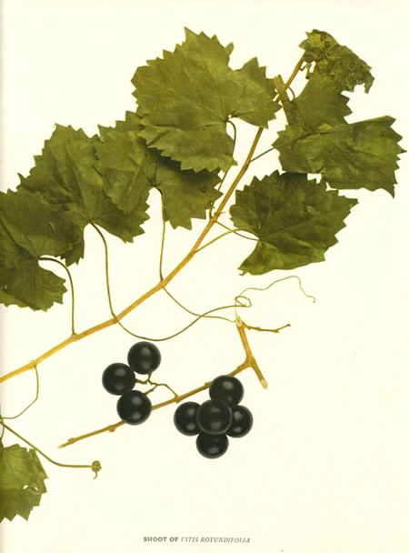 Hedrick-bl-Grapes2cShoot-VitusRotundifolia-w