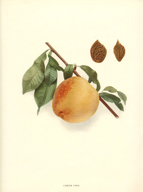 Hendrick-Peach2cLemonFree-w