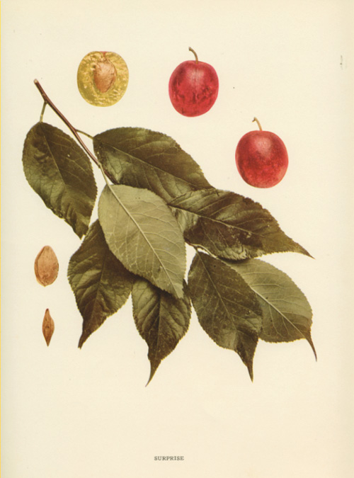 Hendrick-Plum2cSurprise