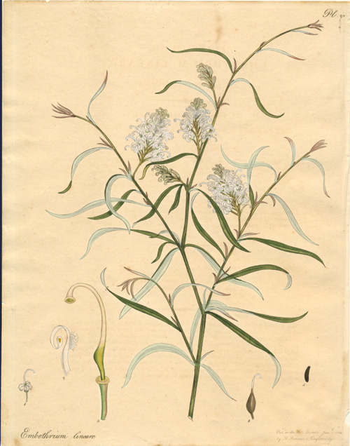 HenryAndrews-Embothrium-lineare-w