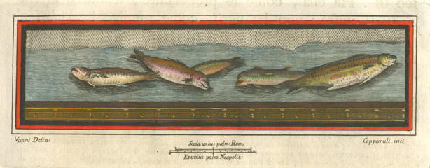 Herculaneum-Vanni121-FishFresco-w