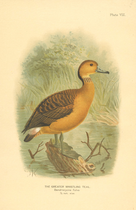 India2cGronvold-GreaterWhistlingTeal