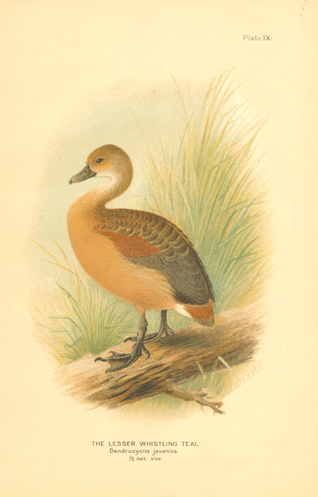 India2cGronvold-LesserWhistlingTeal