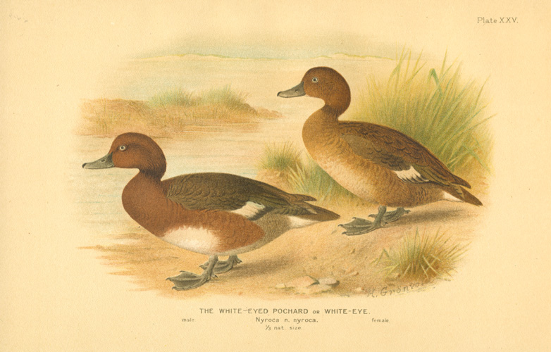 India2cGronvold-White-EyedPochard