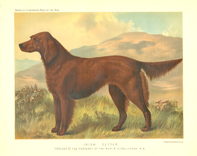 IrishSetter