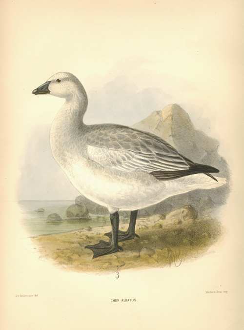 JGK-ChenAlbatus